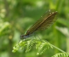 Beautiful demoiselle female