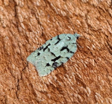 Acleris literana 1 Copyright: Ben Sale