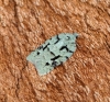 Acleris literana 1