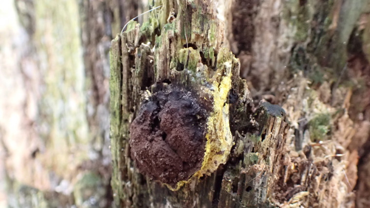 Scrambled Egg Slime Mould (Releasing spores) Copyright: Raymond Small
