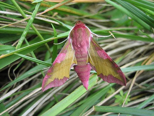 Small Elephant Hawkmoth. Copyright: Stephen Rolls