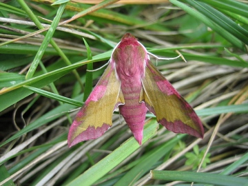 Small Elephant Hawkmoth. Copyright: Stephen Rolls