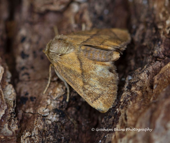 Festoon   Apoda limacodes 2 Copyright: Graham Ekins