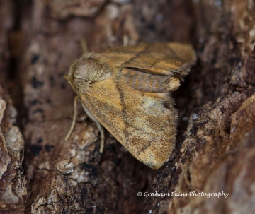 Festoon   Apoda limacodes 2 Copyright: Graham Ekins