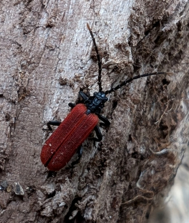 Platycis minutus 2 Copyright: Robert Smith