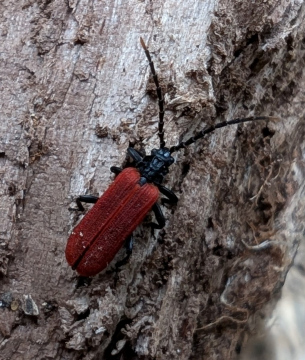 Platycis minutus 2 Copyright: Robert Smith