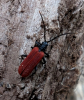 Platycis minutus 2