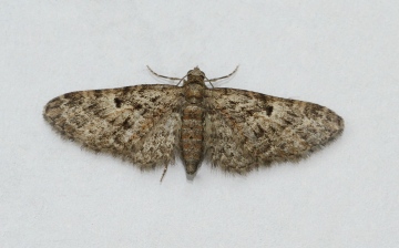 Juniper Pug  Eupithecia pusillata Copyright: Graham Ekins