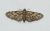 Juniper Pug  Eupithecia pusillata