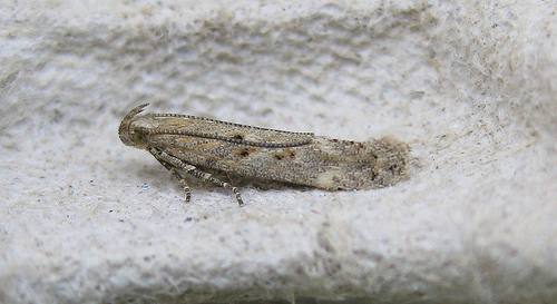 Scrobipalpa instabilella. Copyright: Stephen Rolls