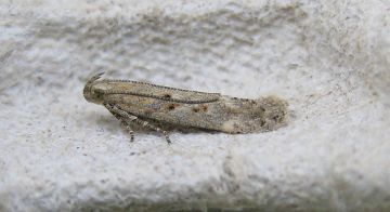 Scrobipalpa instabilella. Copyright: Stephen Rolls