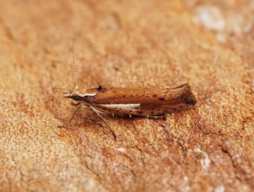 Ypsolopha parenthesella 3 Copyright: Ben Sale