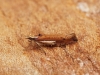 Ypsolopha parenthesella 3