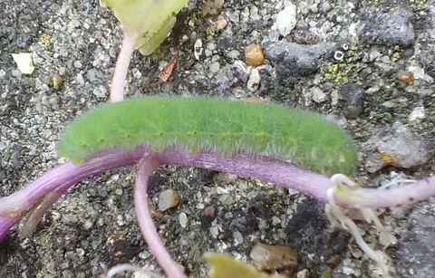 Small White caterpillar Copyright: Peter Pearson