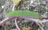 Small White caterpillar 