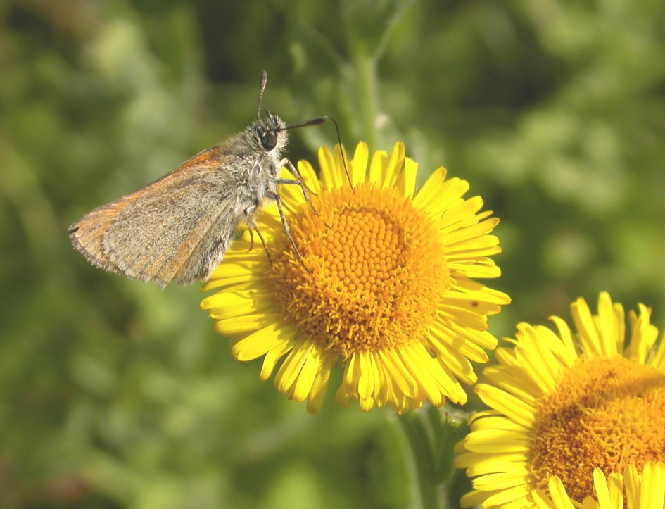 Essex Skipper Copyright: Malcolm Riddler