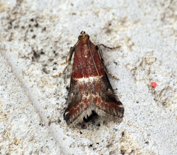 Acrobasis marmorea 2 Copyright: Ben Sale