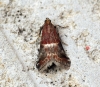 Acrobasis marmorea 2 Copyright: Ben Sale