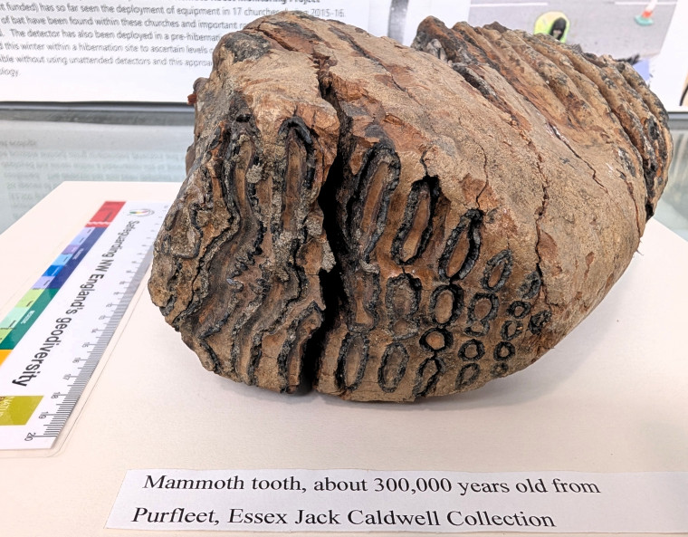 Purfleet Mammoth Tooth 2 300 000 years old Copyright: Jack Caldwell Collection