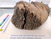 Purfleet Mammoth Tooth 2 300 000 years old 