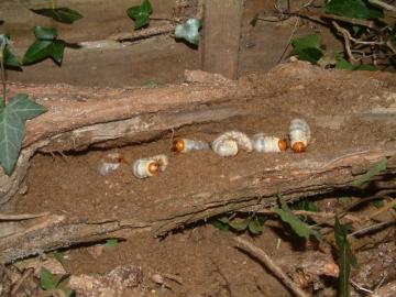 Stag beetle larvae in the trunk of an old buddleia shrub Copyright: Maria Fremlin