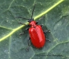 Lilioceris lilii  (Scarlet Lily Beetle)