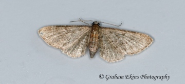 Haworth's Pug  Eupithecia haworthiata 4 Copyright: Graham Ekins