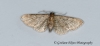 Haworth's Pug  Eupithecia haworthiata 4 Copyright: Graham Ekins