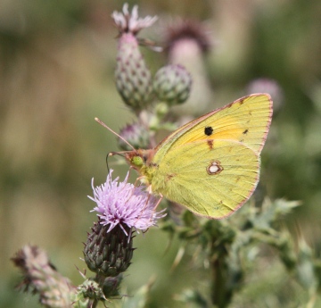 Clouded Yellow - 14th August 2013 Copyright: Colin Humphrey