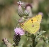 Clouded Yellow - 14th August 2013