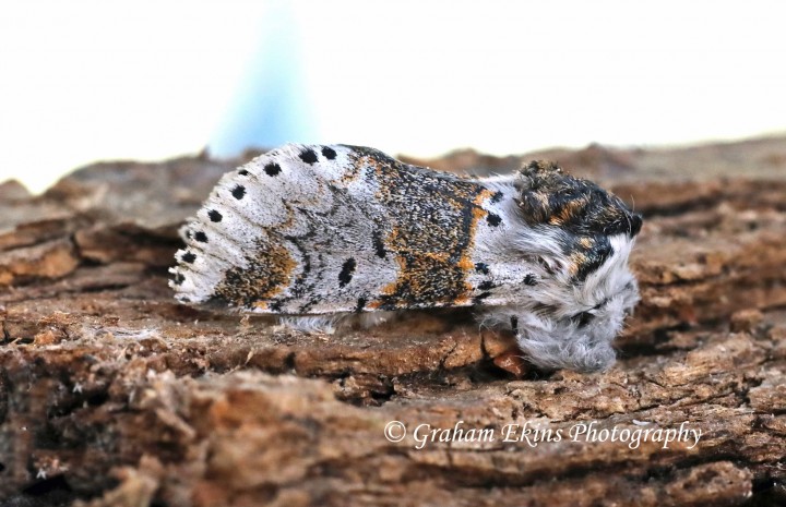 Furcula furcula  Sallow Kitten 4 Copyright: Graham Ekins