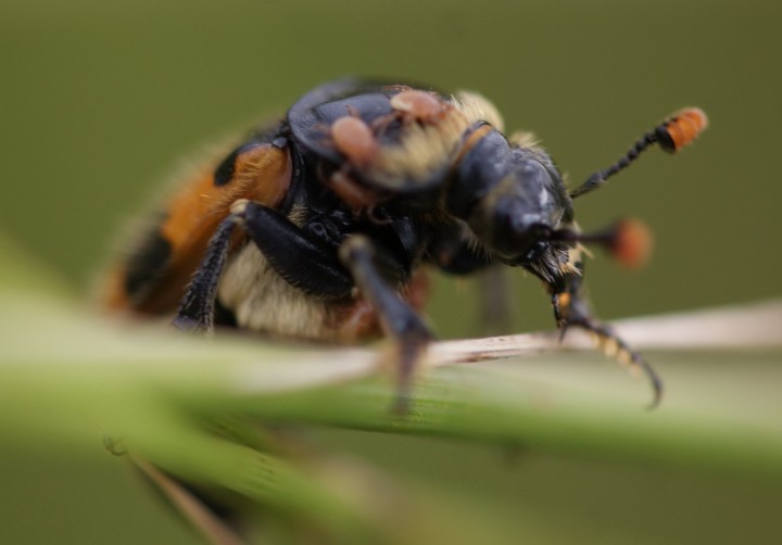 Nicrophorus vespillo 01 Copyright: Robert Smith