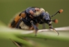 Nicrophorus vespillo 01 Copyright: Robert Smith