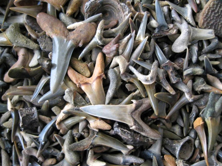 Harwich Fossil Sharks Teeth collected from beach Copyright: William George