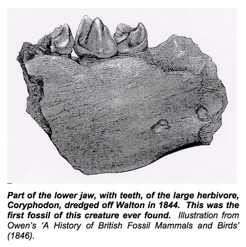 Coryphodon Copyright: Gerald Lucy