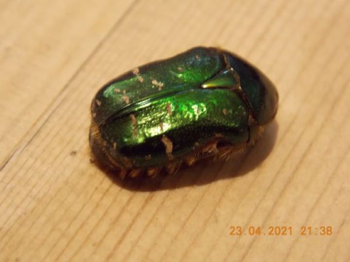 Rose chafer Copyright: Richard Parsons