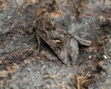 Silver Y Autographa gamma 2 Copyright: Graham Ekins