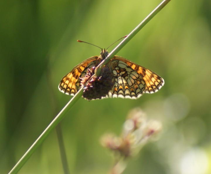 Heath Frit1 Copyright: Robert Smith