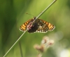 Heath Frit1 Copyright: Robert Smith