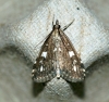 Udea olivalis