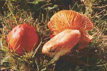 fungus Copyright: Tony Boniface