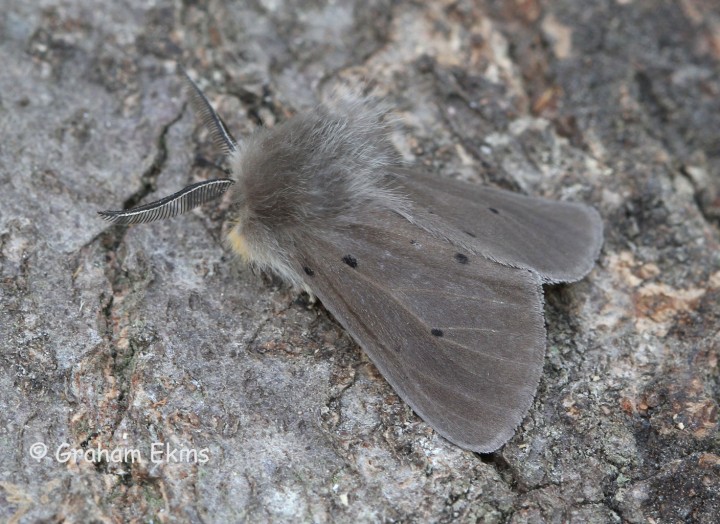 Muslin Moth  Diaphora mendica 2 Copyright: Graham Ekins