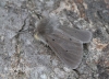 Muslin Moth  Diaphora mendica 2
