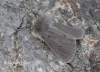 Muslin Moth  Diaphora mendica 2 Copyright: Graham Ekins