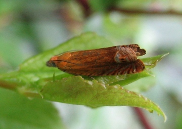 Lathronympha strigana. Copyright: Stephen Rolls