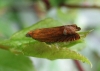 Lathronympha strigana. Copyright: Stephen Rolls