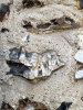 Castle Hedingham Church Bivalve Fossil 8 August 2025
