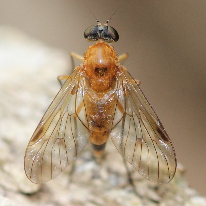 4th July 2014 female C. laetus Copyright: Jeremy Richardson