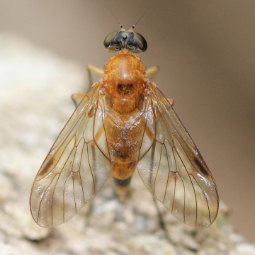 4th July 2014 female C. laetus Copyright: Jeremy Richardson