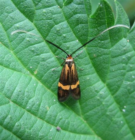 Nemophora degeerella 2 Copyright: Stephen Rolls